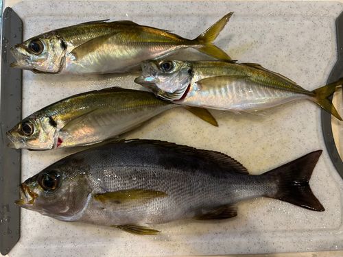 イサキの釣果