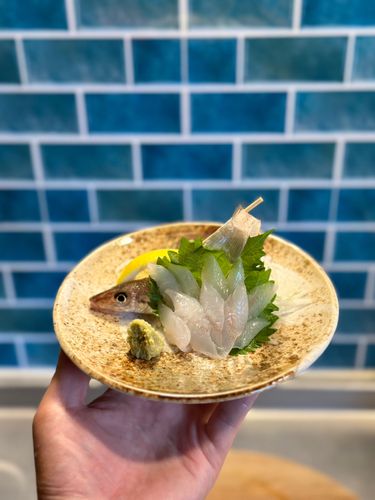 シロギスの釣果
