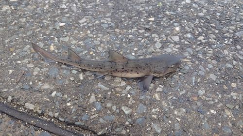 ドチザメの釣果
