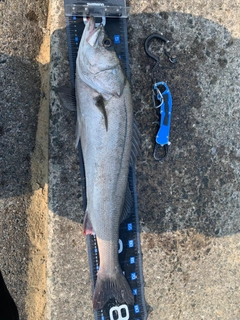 マルスズキの釣果