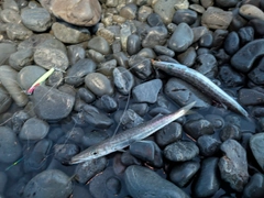 カマスの釣果