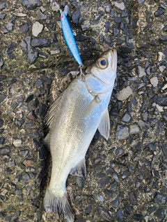 セイゴ（ヒラスズキ）の釣果