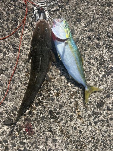 マゴチの釣果