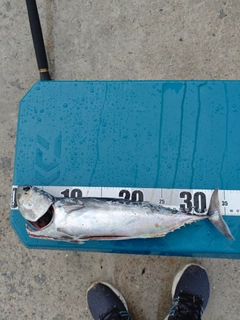 ソウダガツオの釣果