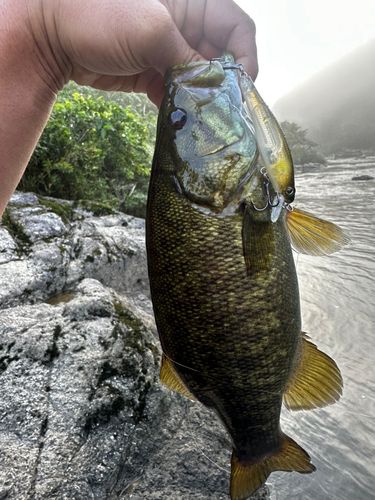 木津川上流（京都）で釣れたブラックバスの釣り・釣果情報