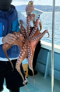 マダコの釣果