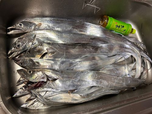 タチウオの釣果