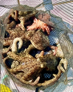 マダコの釣果