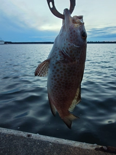 オオモンハタの釣果