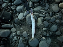 カマスの釣果