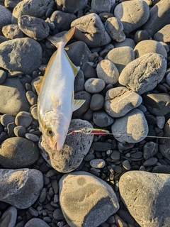 カンパチの釣果