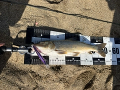 ニゴイの釣果