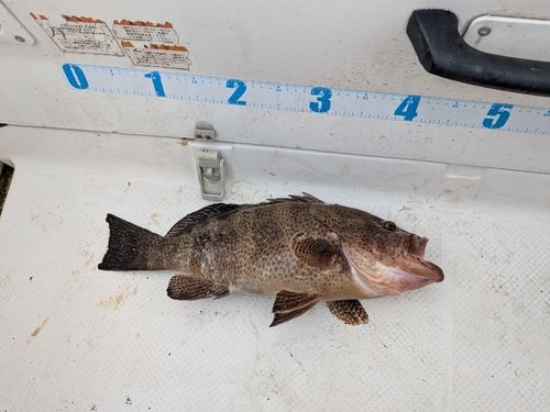 釣果