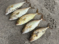 ショゴの釣果