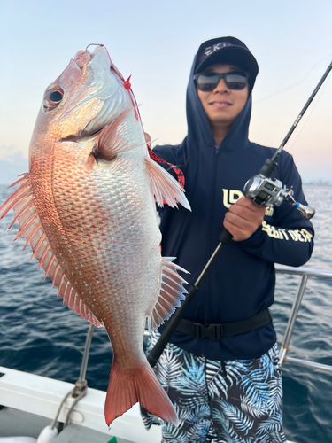 マダイの釣果