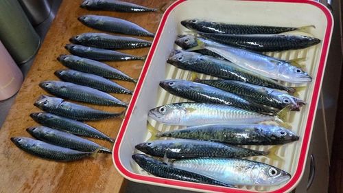 サバの釣果