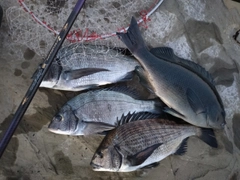 チヌの釣果