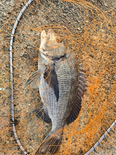 チヌの釣果