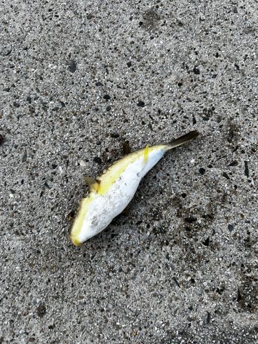 トラフグの釣果