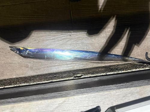 タチウオの釣果