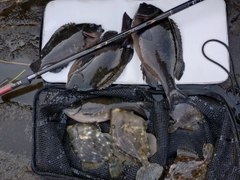 クチブトグレの釣果