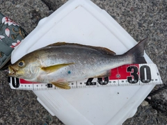 イサキの釣果