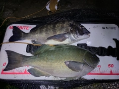 クチブトグレの釣果