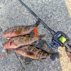 キジハタの釣果