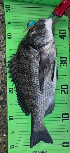 チヌの釣果