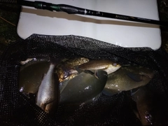 イサキの釣果