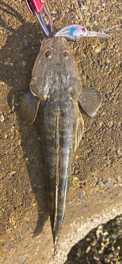 コチの釣果