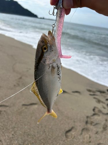 シオの釣果