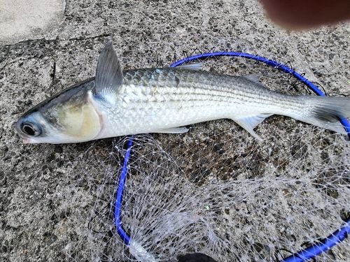 ボラの釣果