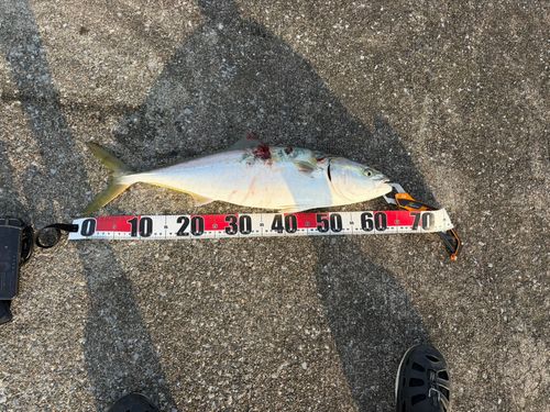 ワラサの釣果