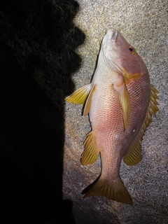 シブダイの釣果