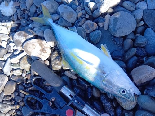 ワカシの釣果