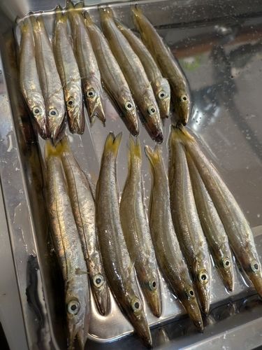 カマスの釣果