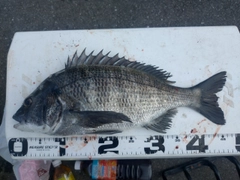 チヌの釣果