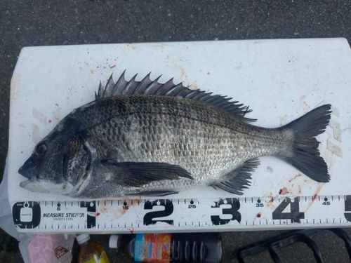 チヌの釣果