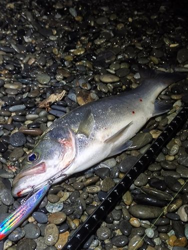 ヒラスズキの釣果
