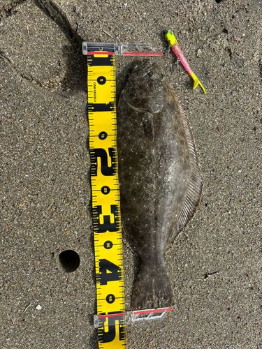 ヒラメの釣果