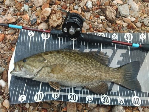 スモールマウスバスの釣果
