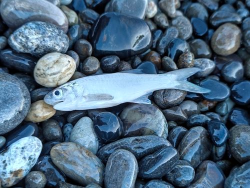 ツバメコノシロの釣果