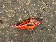 アカハタの釣果