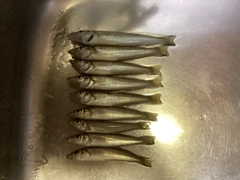 シロギスの釣果