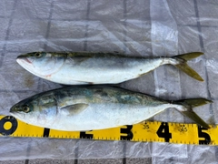 ハマチの釣果