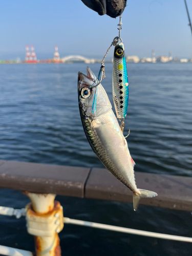 サバの釣果