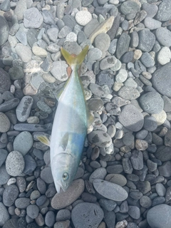 ワカシの釣果