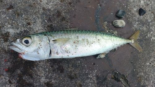 サバの釣果