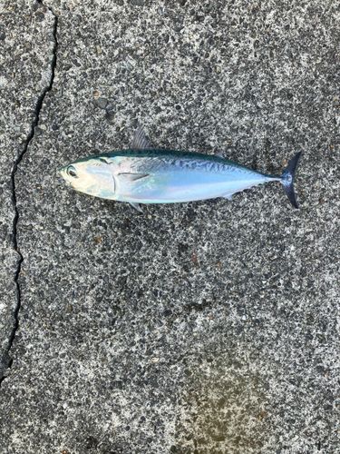 マルソウダの釣果